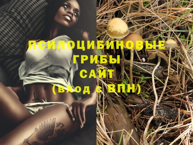 Галлюциногенные грибы Psilocybe  Зима 